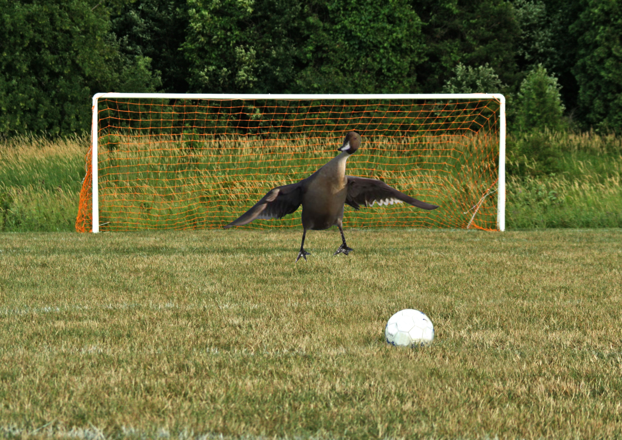 duck playing soccer