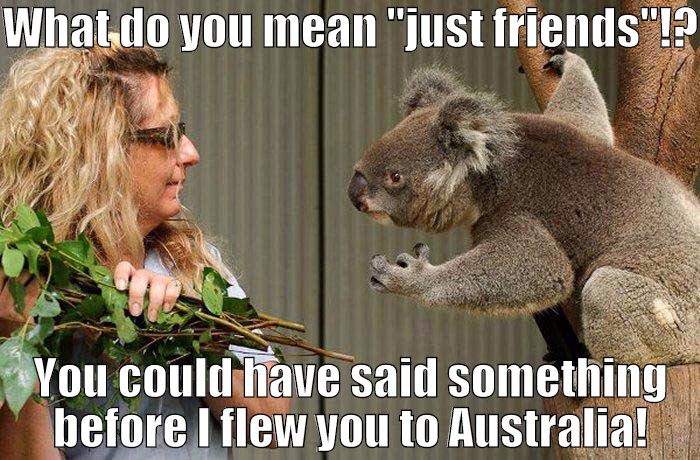 You don't play with a koala's heart...