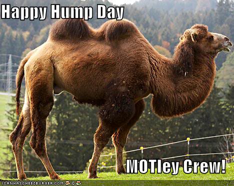 Gay Day Hump Day