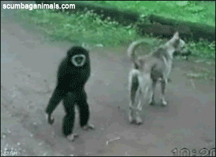 monkey pulling dog's tail gif - scumbaganimals.com 20 Am