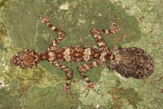 Leaf Tailed Gecko. This creepy lizard lives in the remote rain forests of northern Australia. The leaf-like tail provides camouflage in their habitat, blending in with lichen or tree trunks.