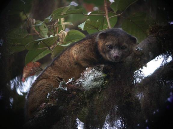 Tree Living Olinguito. This furry creature is the first new carnivorous mammal to be discovered in the Western Hemisphere in 35 years.