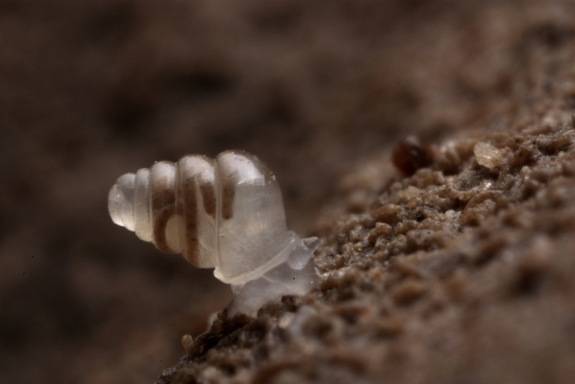 Transparent Snail. Due to his dark habitat in the caves of Croatia, this tiny snail has zero pigment and no eyes. Thanks, evolution, for being really cool.