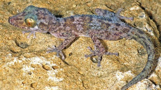 Nocturnal Gecko. Inhabiting an old French fort in northern Madagascar, this night-crawling lizard is already considered "critically endangered." They measure in at about four inches long, including their tails, and cling to the walls of the old fort with square-shaped suctions on their feet.