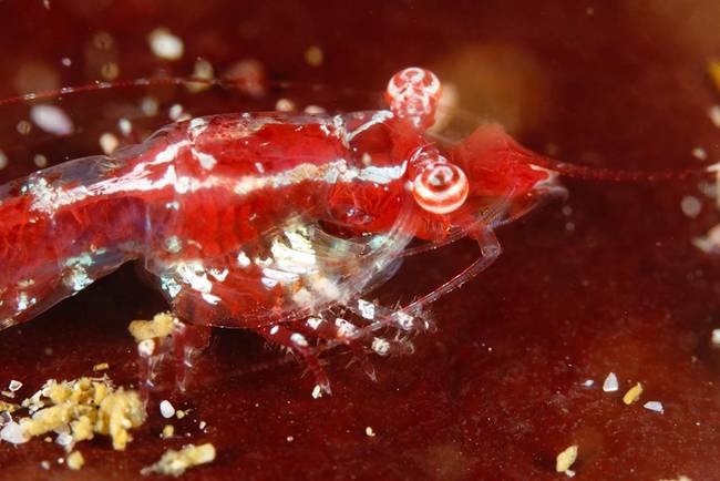 Star Gazing Shrimp. Discovered in South African waters, this shrimp wards off predators with his big, beautiful, peppermint eyes. Move over, Zooey Deschanel, there's a new wide eyed cutie in town.