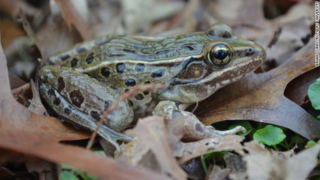 Atlantic Coast Leopard Frog. A perfect example of an undiscovered species living riight under our noses, this amphibian inhabits the coast stretching from Connecticut to North Carolina, but was discovered in Staten Island.