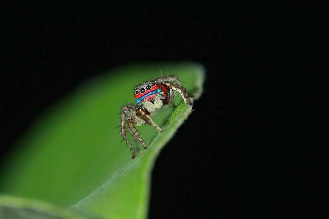 Jumping Spider. Not to spook the arachnophobic, but here's another new species of spider found on the Indian Tiger Reserve. You have to admit, he's kind of adorable, and almost handsome with that iridescent blue mustache that he uses to attract mates. If you're going to warm up to any spider, let it be this one.