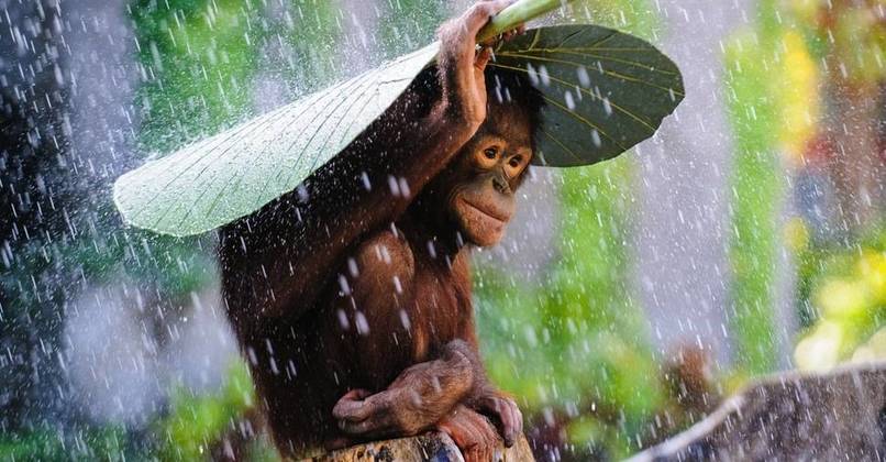 Orangutan in The Rain by Andrew Suryono
