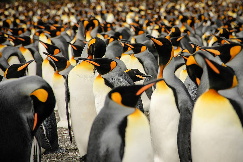 In a Crowd of King Penguins by Lisa Vaz