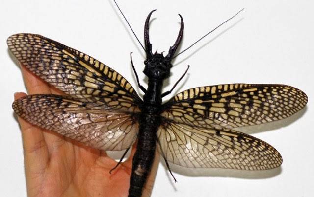 Officially the world's largest insect, the Giant Dobsonfly was found in China and now resides in your nightmares.