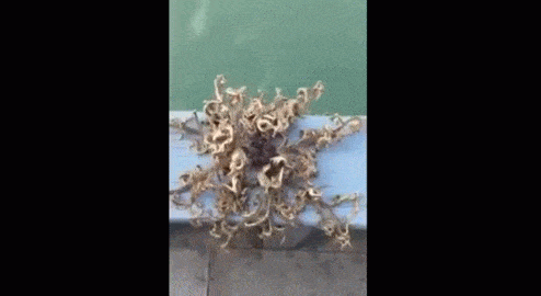 It might look like an alien creature, but earlier this year a fisherman came across this basket starfish off the coast of Singapore.