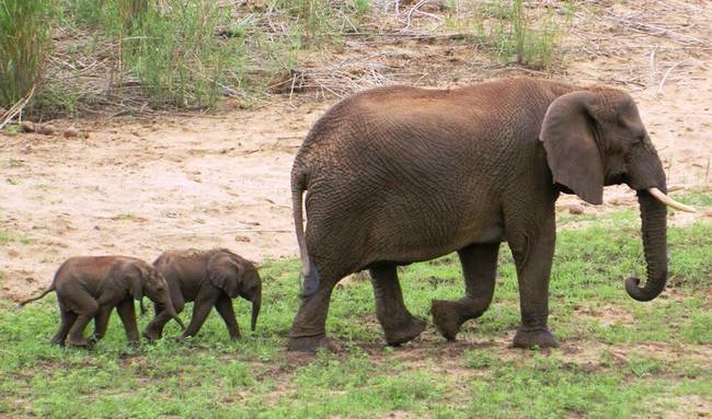 An extremely rare and incredibly adorable set of twin elephants were born at the Pongola Game Reserve in Pongola, South Africa.