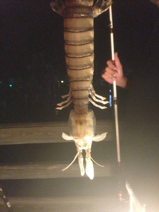 This 18-inch mantis shrimp was caught by a Florida fisherman--talk about a jumbo shrimp cocktail, amirite?