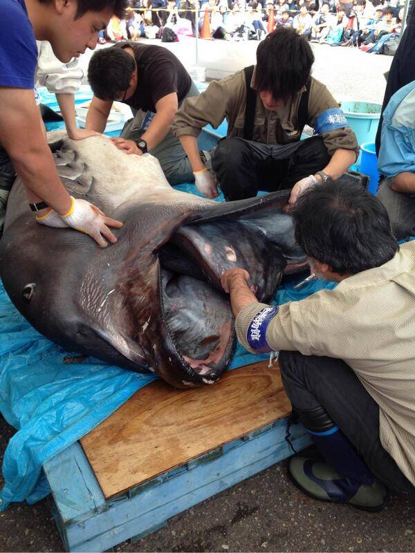 A rare megamouth shark was reeled in by a group of fisherman in Japan.