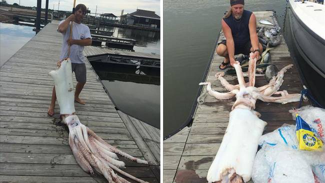Proof of how little we know about the deep blue sea, a scarce 10 foot, 200 pound giant squid was picked up by a fisherman off the coast of Texas in the Gulf of Mexico.