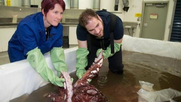 As if to one-up the giant squid, this colossal squid, the second one ever found, was discovered defrosting in Antarctic waters. It certainly lived up to its name weighing in at over 770 pounds.