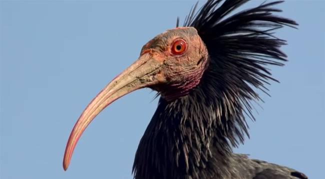 A group of Austrian scientists brought these formerly extinct Northern Bald Ibises back to life. They had been driven to extinction in Europe 400 years ago.