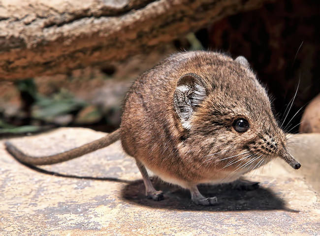 This adorable new species of round-eared shrews are now believed to be the smallest breed of sengi. Incredibly, they're actually more closely related to elephants than they are rodents.