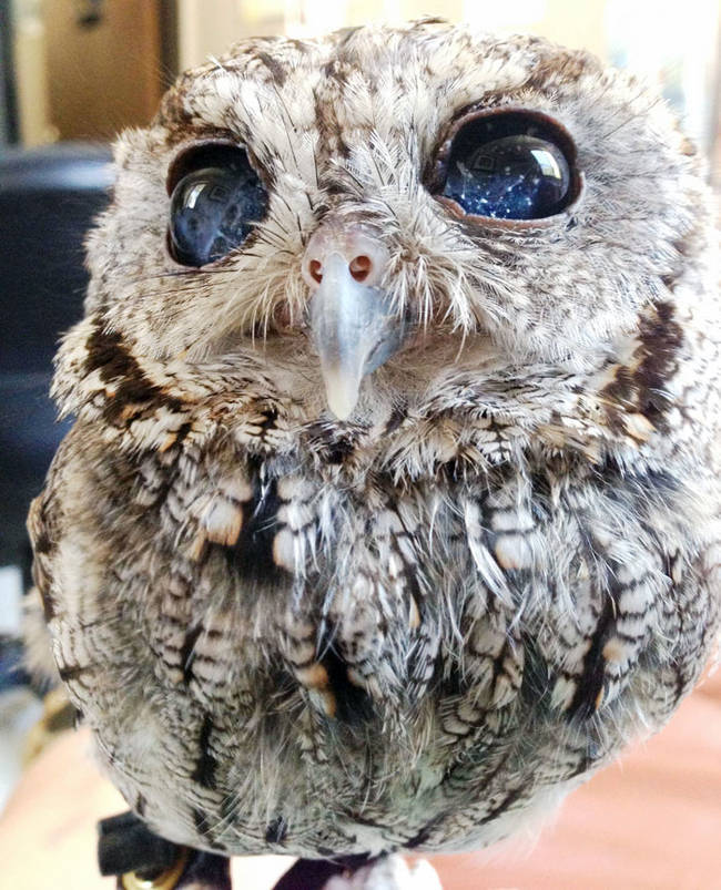 This gorgeous blind owl appeared to have stars in his eyes when we met him for the first time.