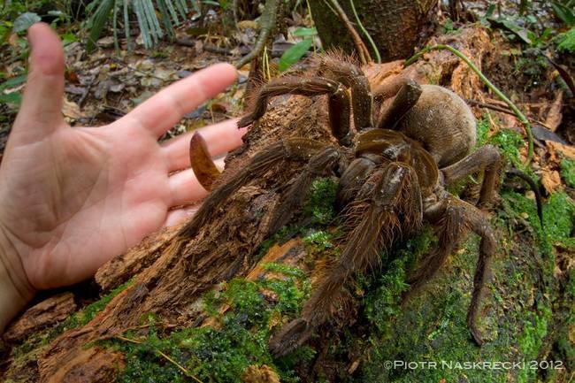 Take, for example, the South American Goliath birdeater spider, which is roughly the same size as a small puppy.