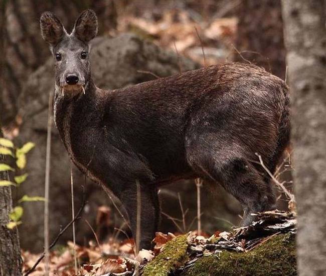 This terrifying, adorable, and 100% real animal appeared to be part-deer, part-vampire. It was sighted in Afghanistan earlier this year.