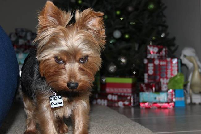 "I was told there would be an open biscuit bar at the holiday party."