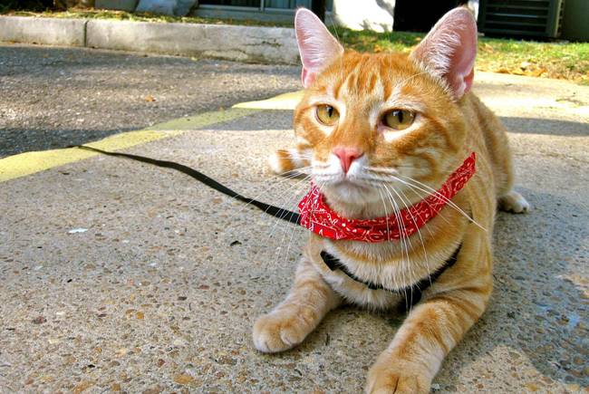 "So tired of this "business casual" bandana. Why can't I just walk around in my fur like I do at home?!"