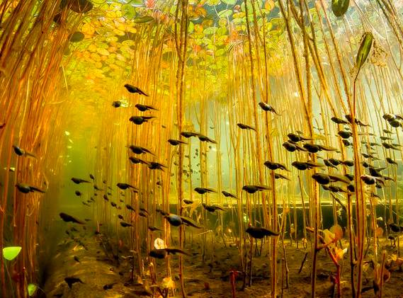 Just some tadpoles swimming beneath their lily pads.