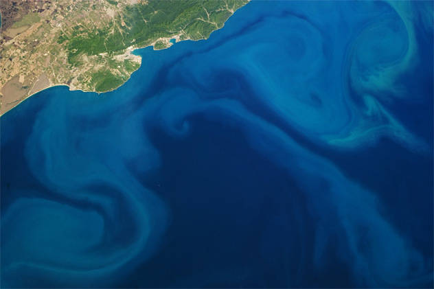 Phytoplankton blooms