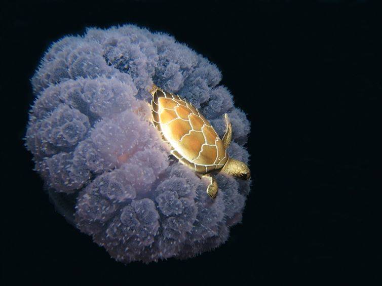 A turtle hanging out on a jellyfish.