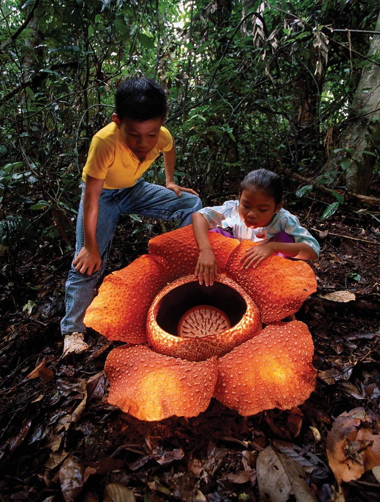 Rafflesia Arnoldii - the largest flower on earth. Also goes by the corpse flower.