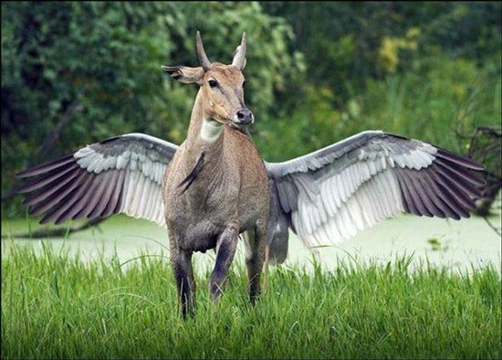 horse with wings