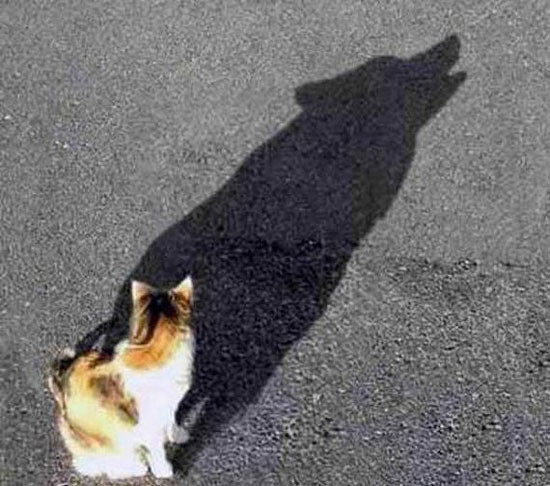 cat with wolf shadow