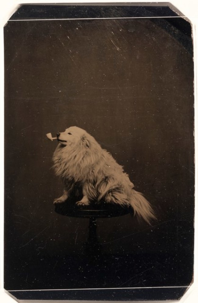 Have a dog? Doesn't matter your time period, you'll take silly pictures of it, like someone did in 1875.
