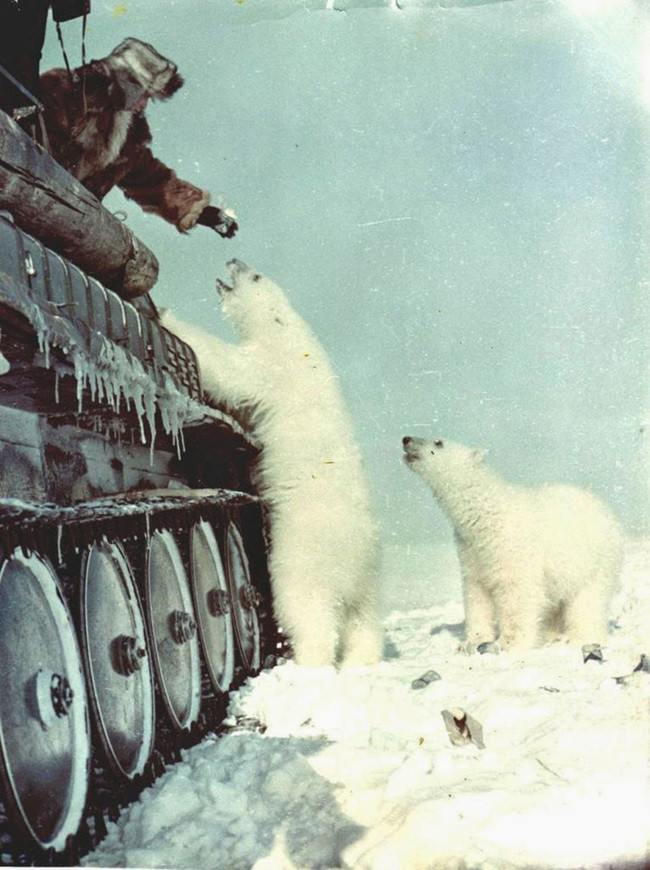 Probably a bad idea: Russian soldiers feed polar bears from a tank in 1950.