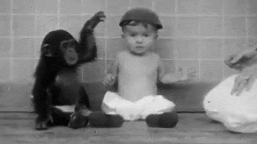 Gua the chimp developed human behaviors much faster than her "brother," testing ahead of him in tasks like using a spoon or cup and responding to simple commands.
