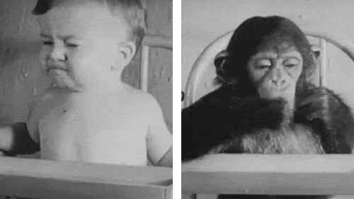 A Human Baby And A Chimp Grew Up Together...