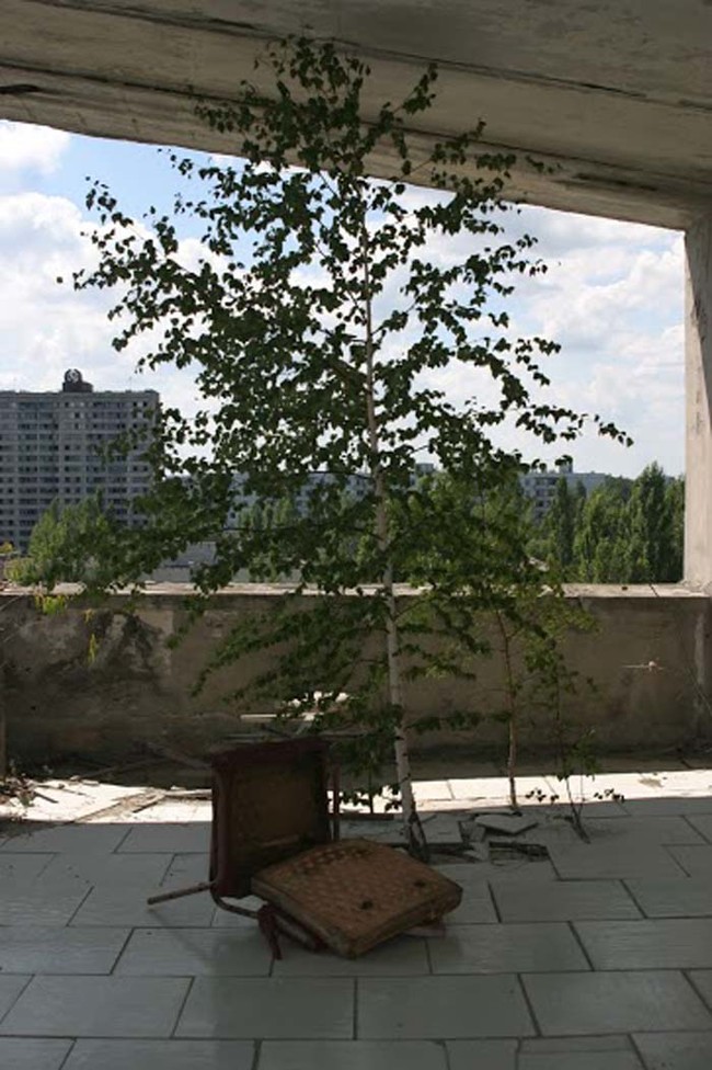 Nature always finds a way. There was a tree growing out of a kitchen floor on the sixth story.