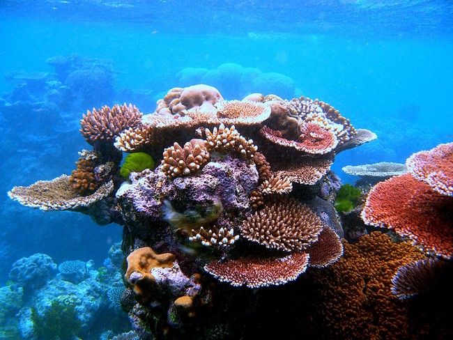 Spanning an astonishing 1,600 miles, the Great Barrier Reef is the largest living structure on the planet. It can even be seen from space.