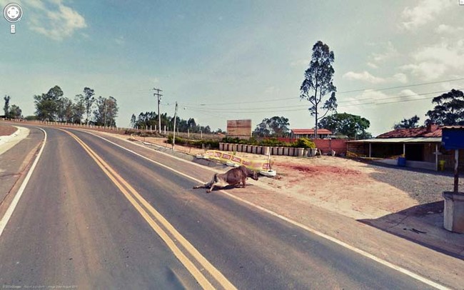 An injured bull in the road.