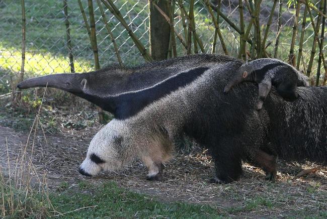 Anteater has panda bears for front legs.