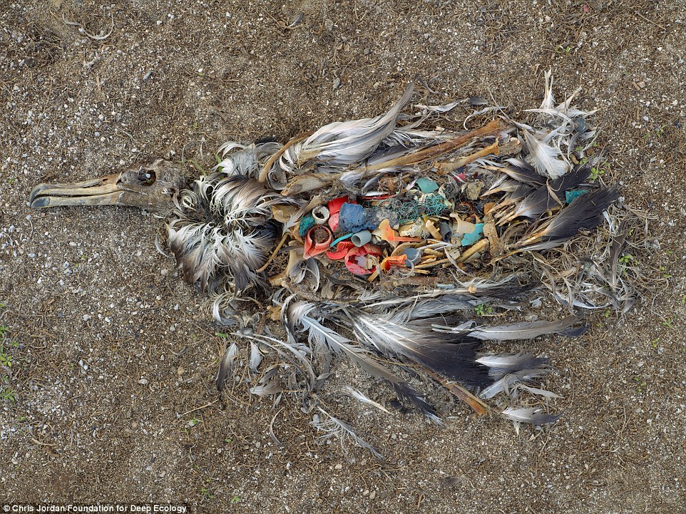 albatross, dead from ingesting too much plastic, decays on the beach; sadly, this is a common sight on Midway Island.