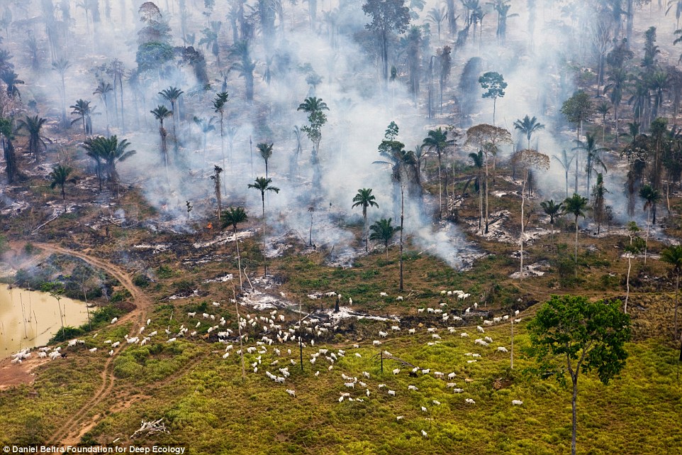 Cattle graze amongst burning Amazon jungle. 150 acres of pristine forest are destroyed every second of every day. It’s a truly shocking statistic.