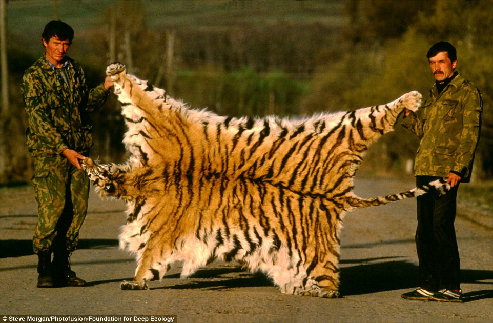 Siberian tiger skins is recovered from poaches in Siberia, Russia.