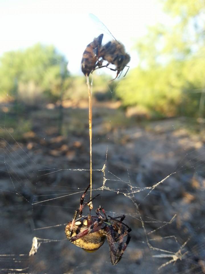 Spider catches bee, bee stings spider and they both die with the bee’s stinger still in the spider