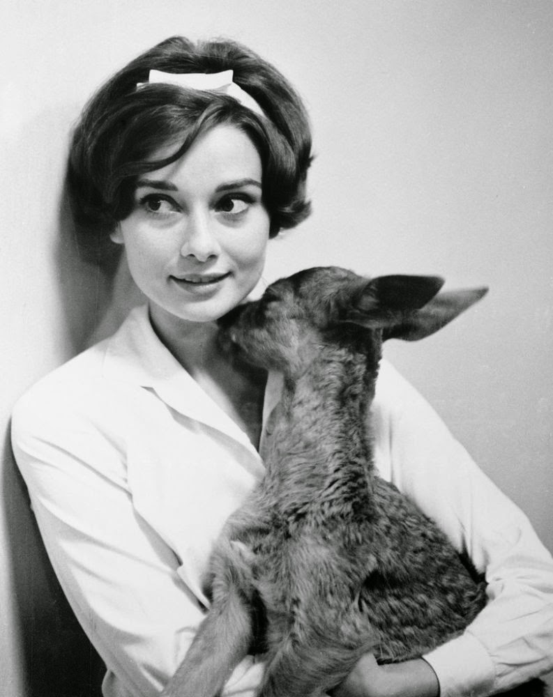 The iconic Audrey Hepburn with her pet fawn Pippin, 1959