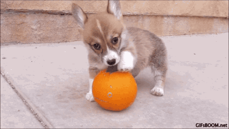 Just a dog trying to eat a pumpkin.
