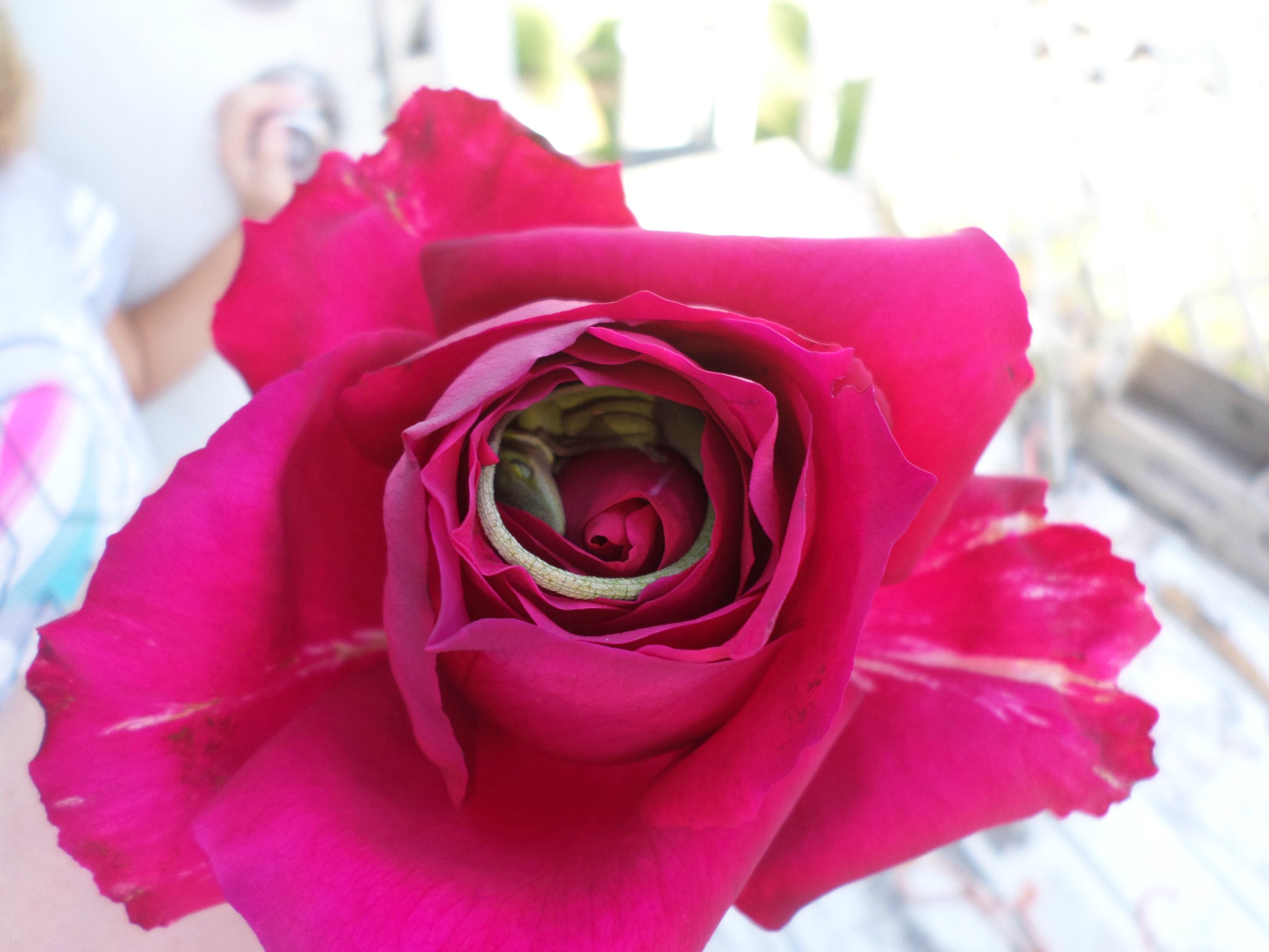 ”My daughter picked me a rose… We got a surprise when we went to smell it”