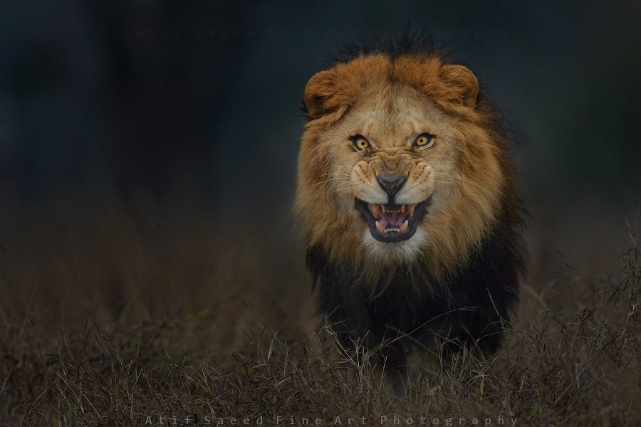 Photographer Atif Saeed captured this incredible shot of a lion after he stepped out from the safety of his jeep, but risked his life in the process