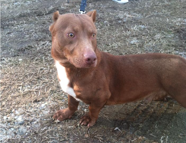It may look photoshopped, but this dog is Remi, a very real dog who is a cross between a dachshund and a pitbull